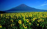 富士山