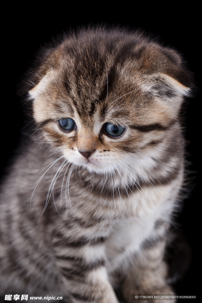 小猫