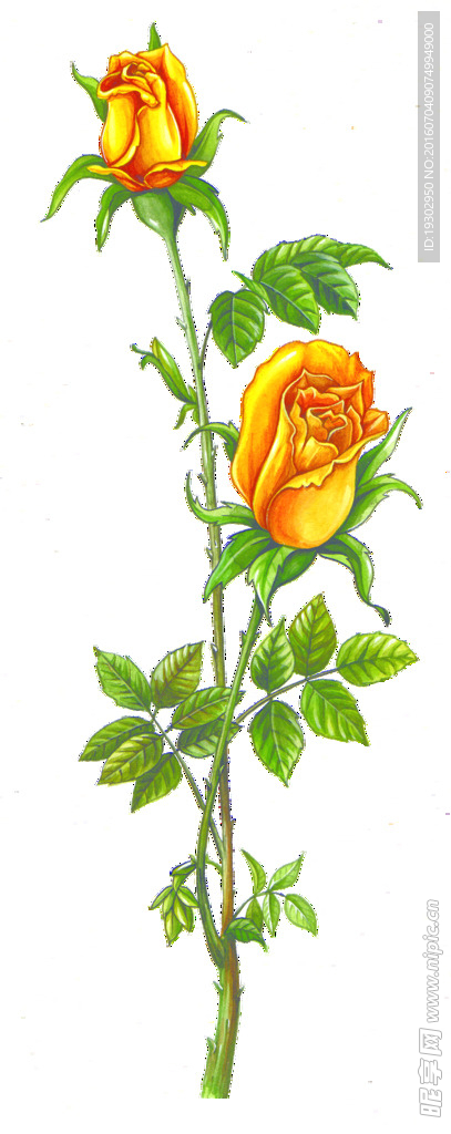 手绘花