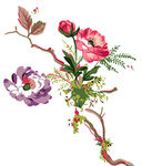 手绘花