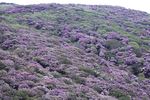 马耳山