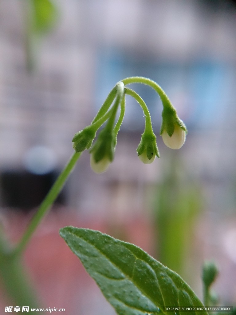 龙葵 花蕾