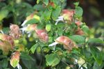虾衣花