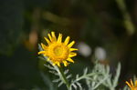 茼蒿花