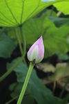 荷花蕾