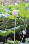 荷花蕾