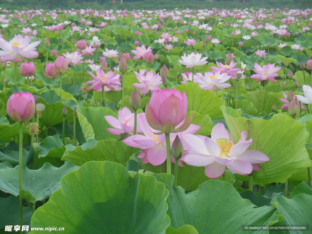 荷花