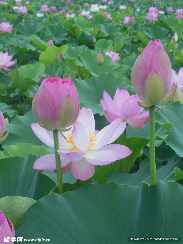 荷花