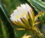 火龙果花