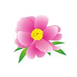 芍药