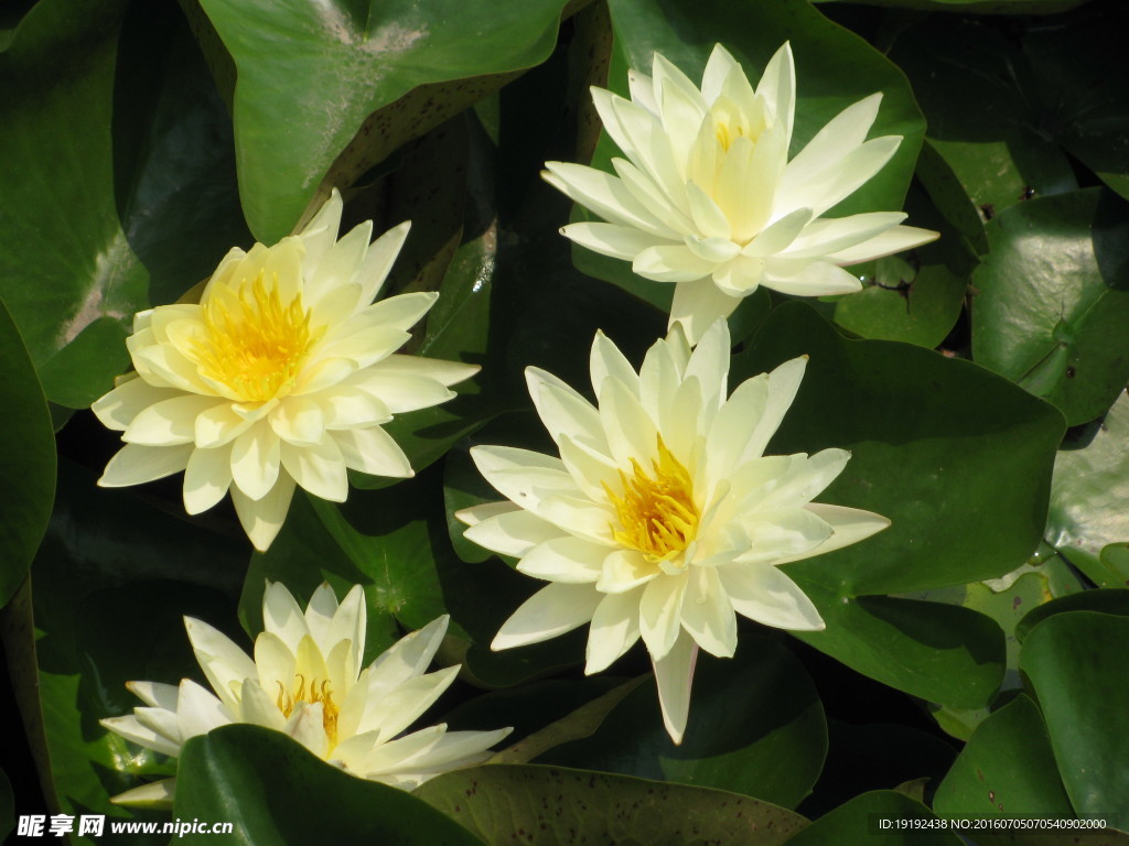 睡莲