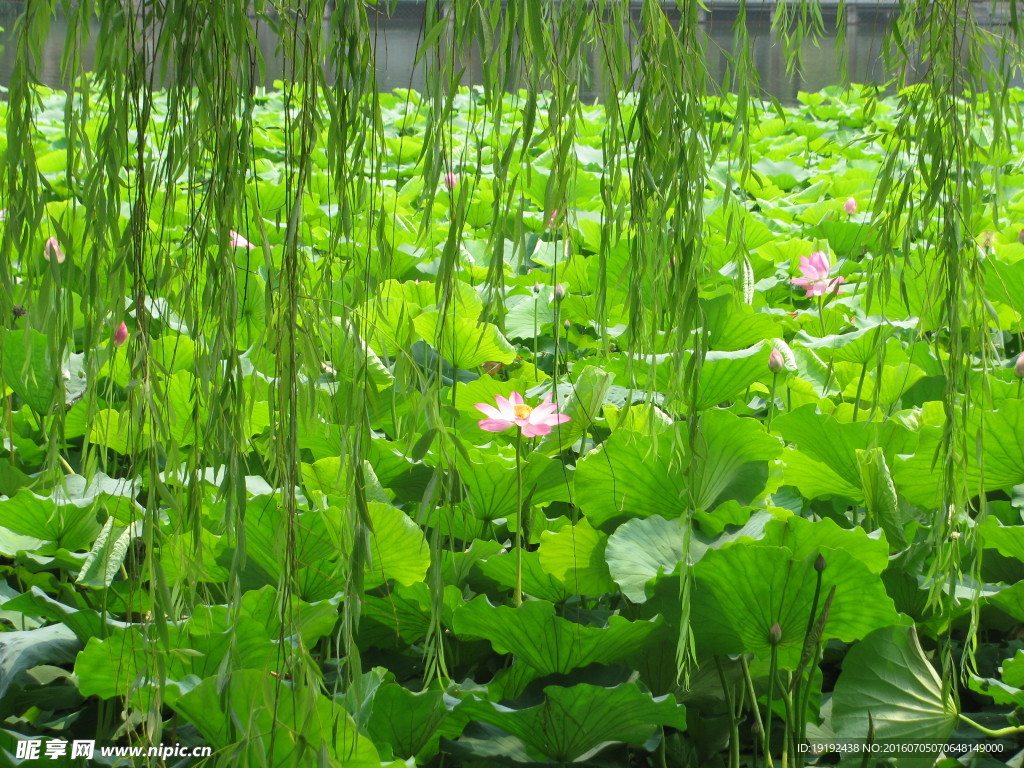 荷花荷叶荷塘