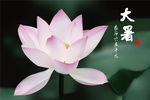 24节气之大暑 海报