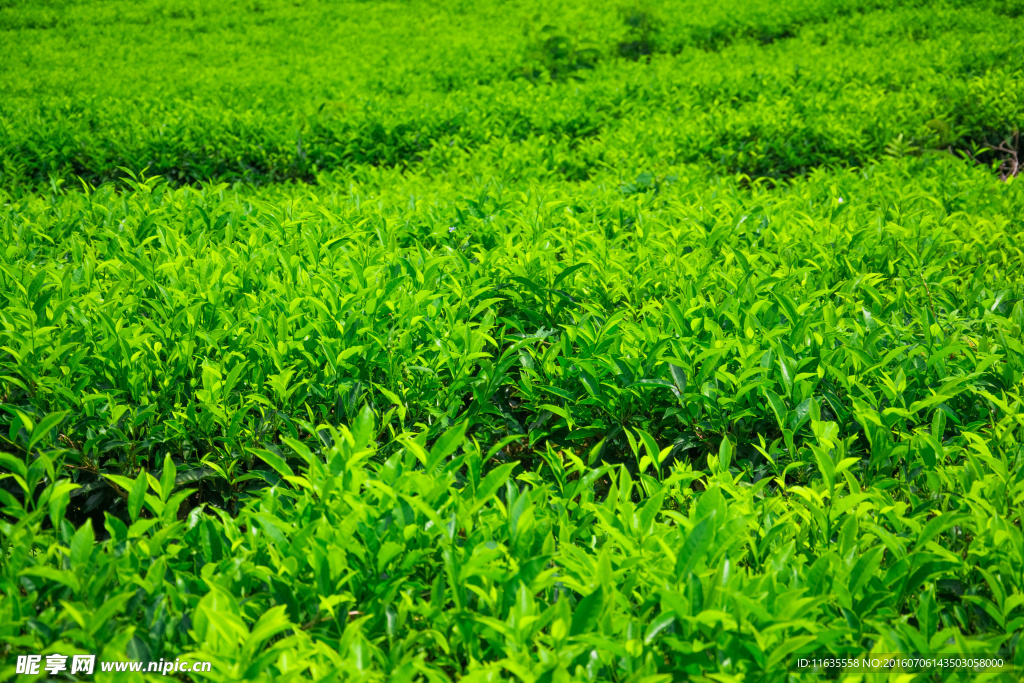 美丽的茶山茶园景色