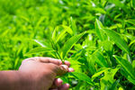 美丽的茶山茶园景色