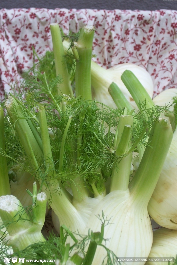 茴香菜