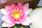 莲花