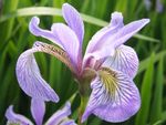 鸢尾花
