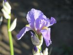 鸢尾花