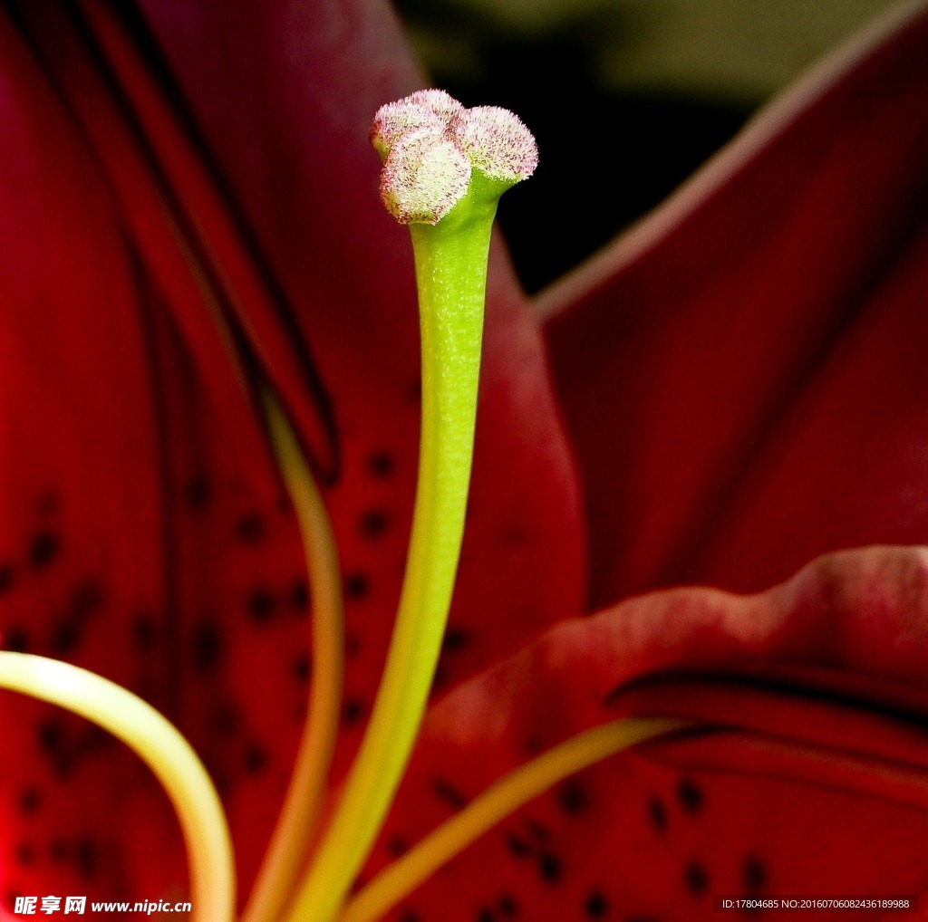 鸢尾花