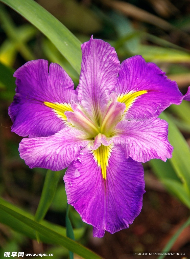 鸢尾花