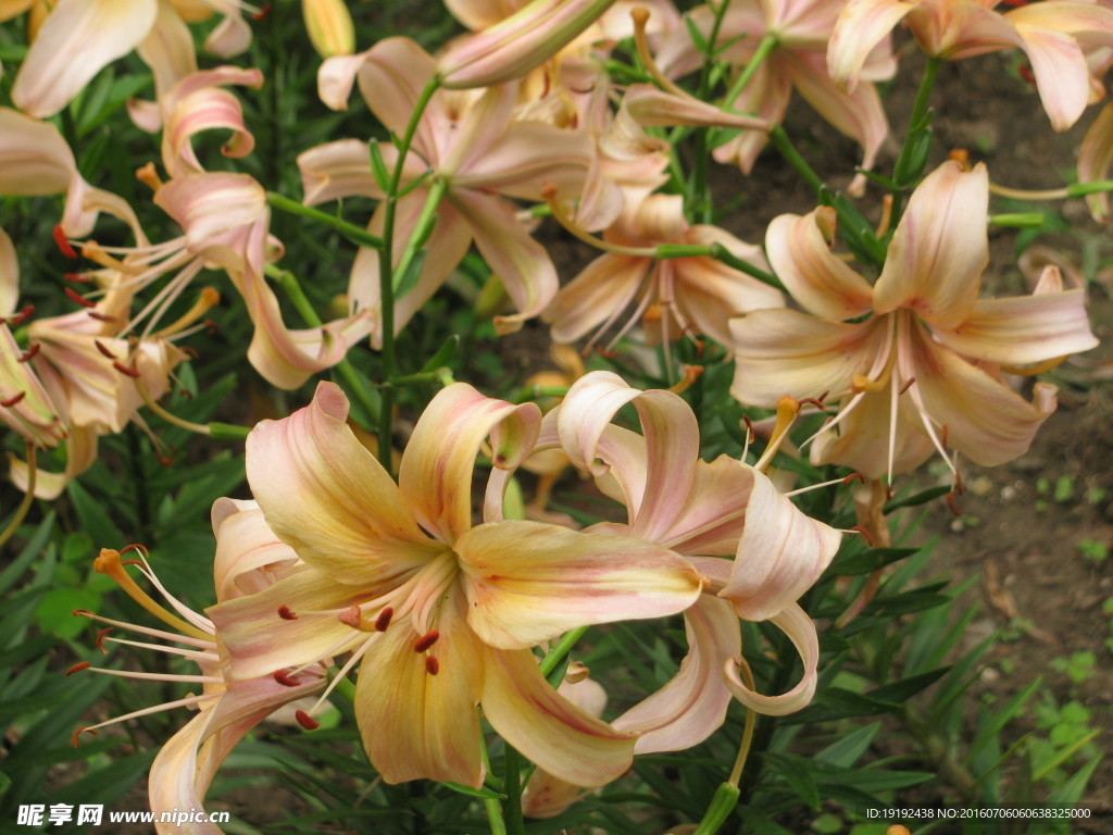百合花