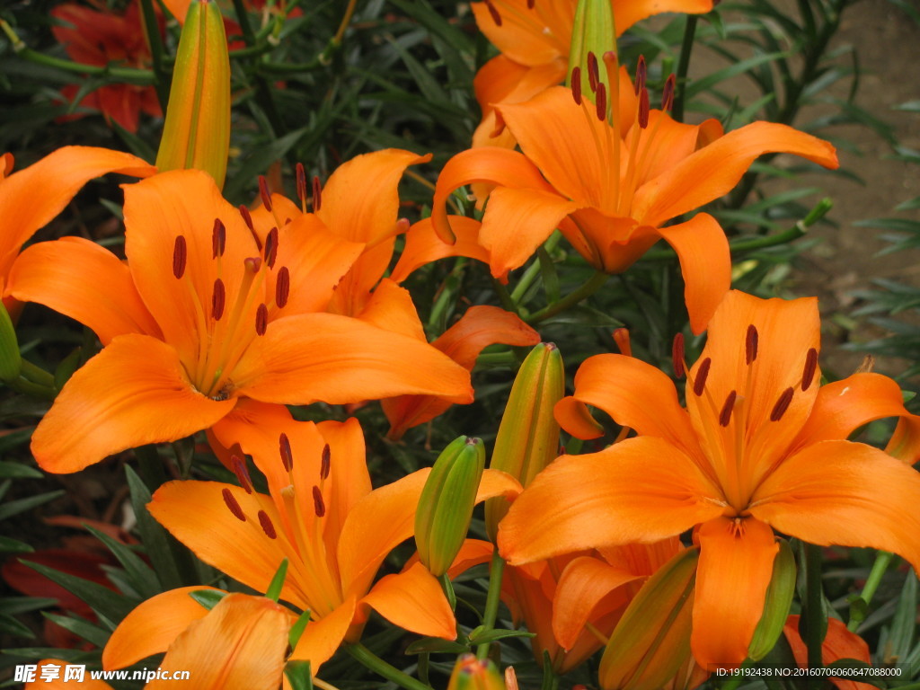 百合花