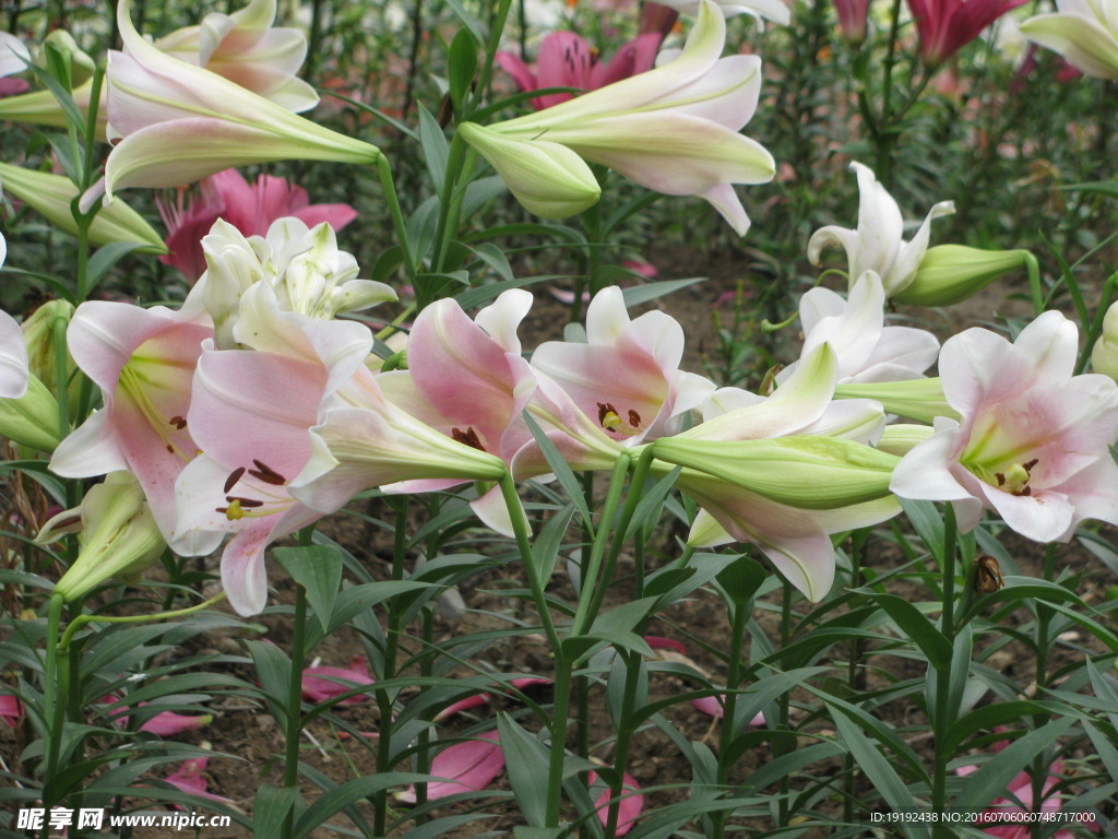 百合花