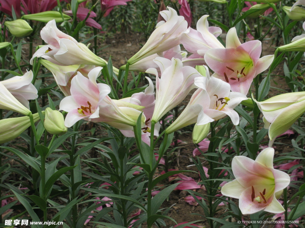 百合花