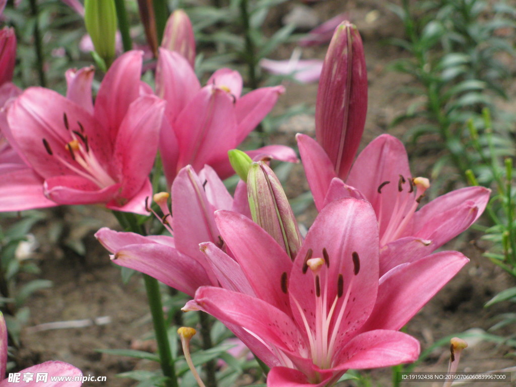 百合花