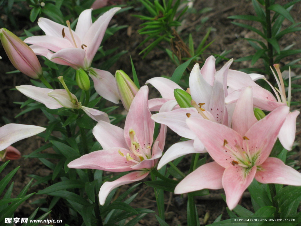 百合花