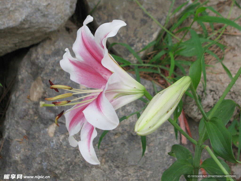 百合花