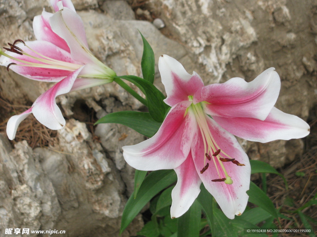 百合花