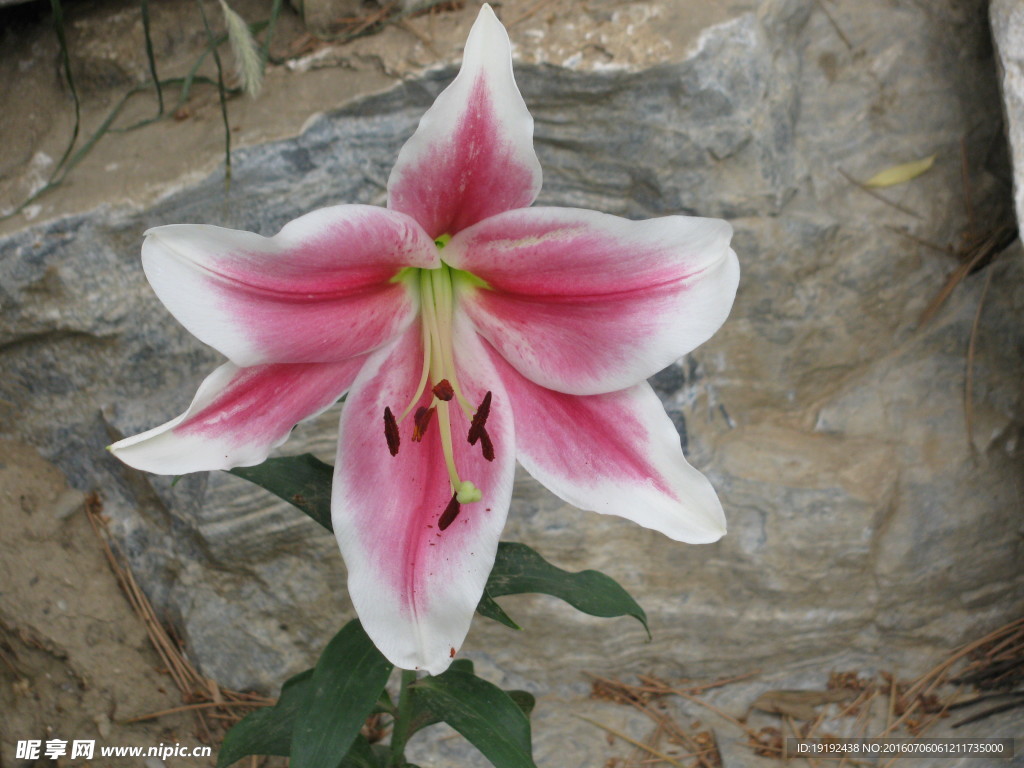 百合花