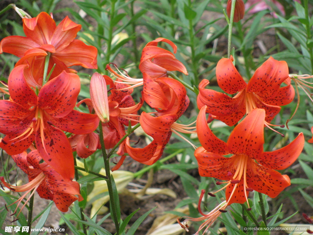 百合花