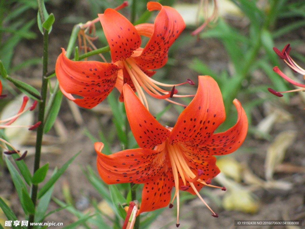 百合花