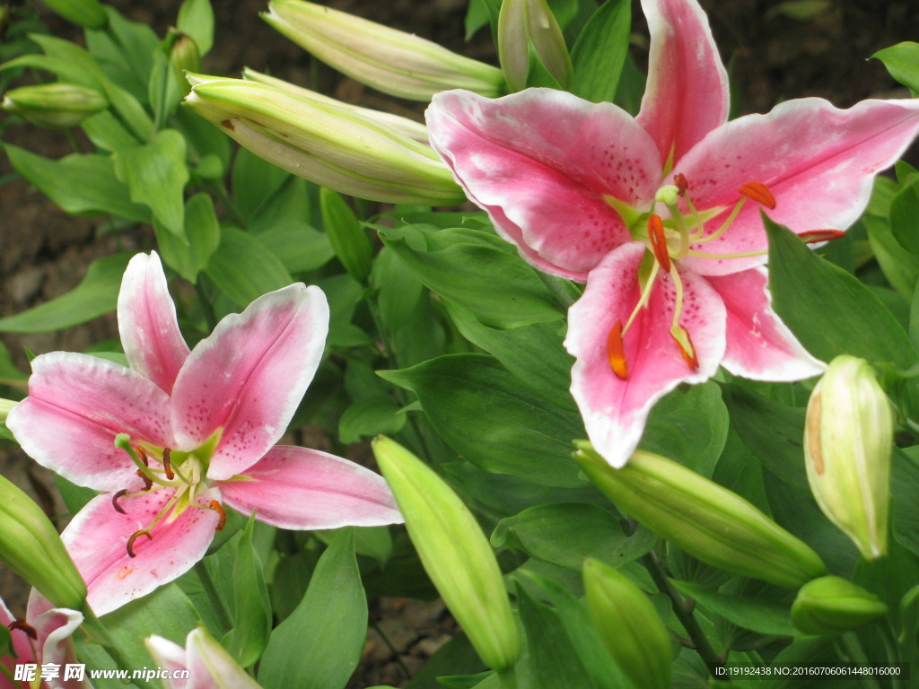 百合花