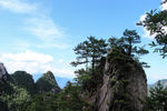 松树