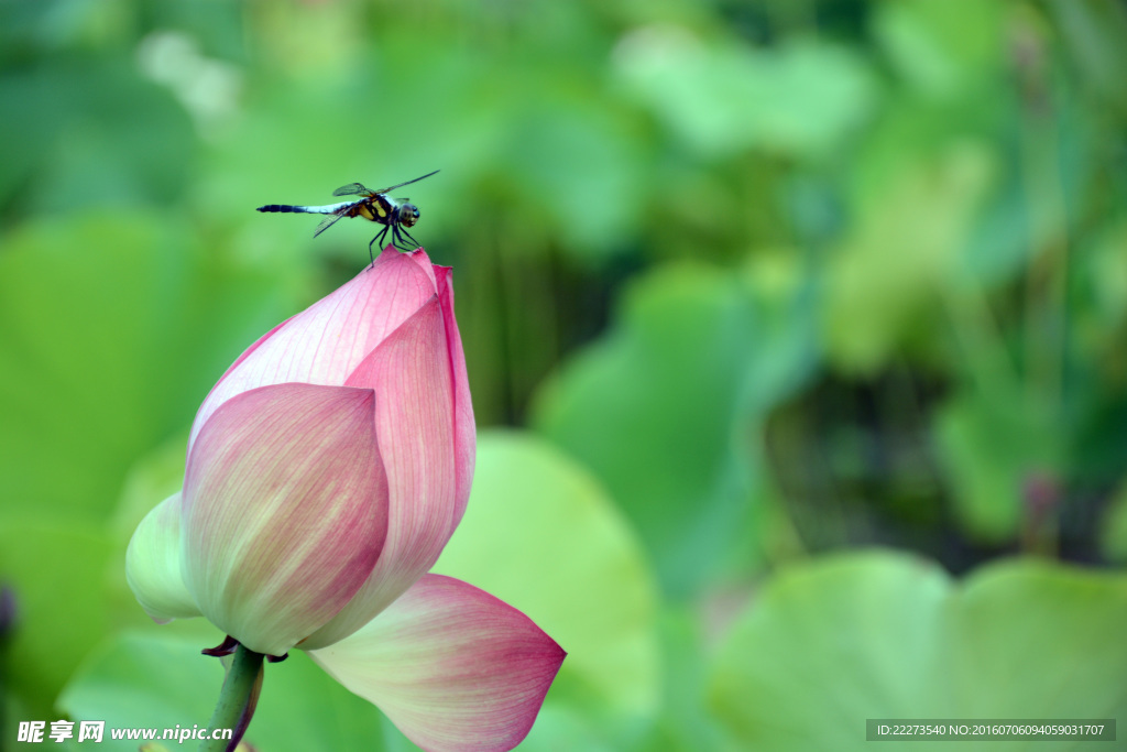 蕾尖蜻蜓