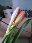 对兰 花蕾