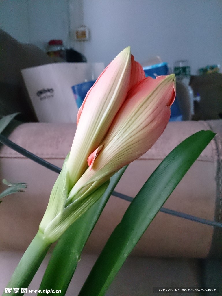 对兰 花蕾