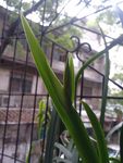 马蝶花 叶子