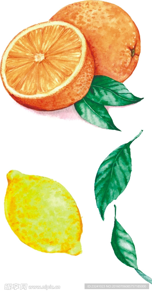 血橙 柠檬
