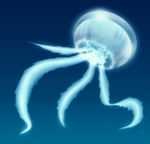 水母