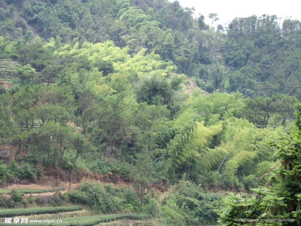 山林