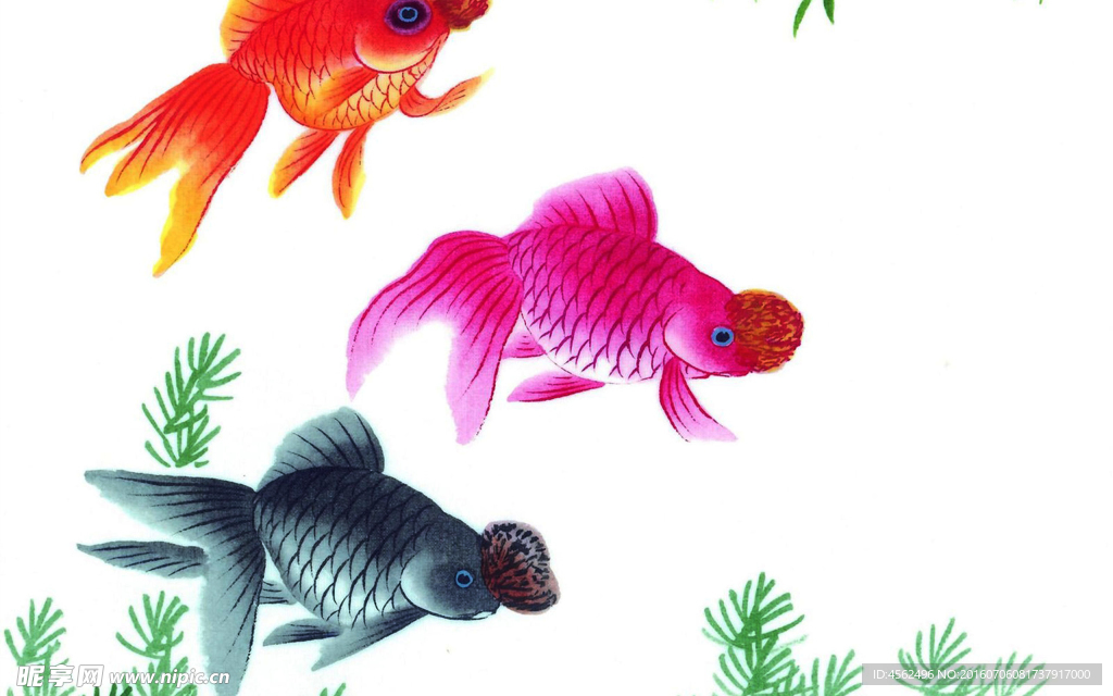 金鱼