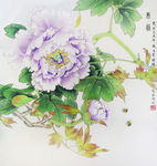 牡丹