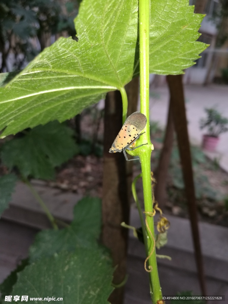 绿叶飞虫