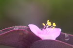 花蕊