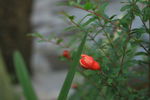 石榴花